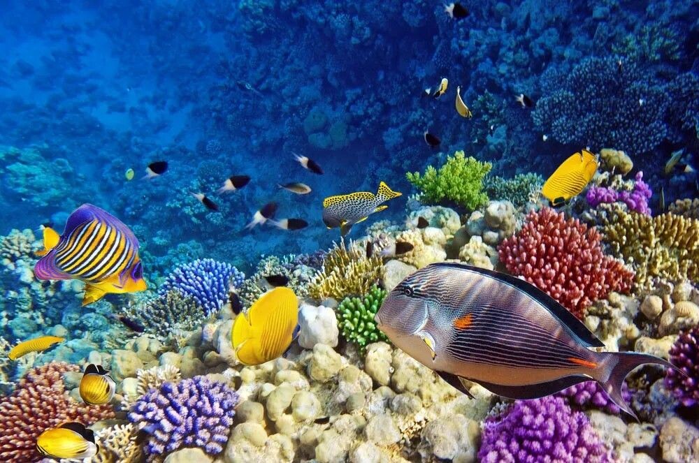 Red Sea in Egypt episode artwork
