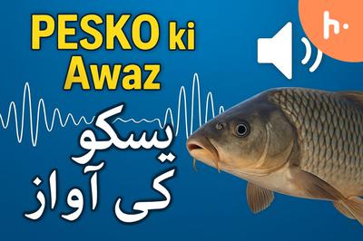 پیسکو بل آن لائن چیک کرنے کا آسان طریقہ – Episode 1